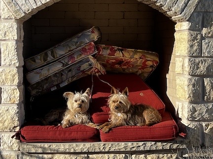 Fireplace Pups