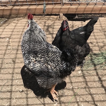 Hens