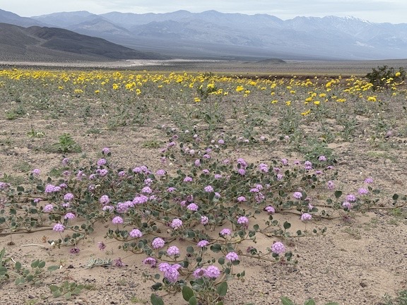 Death Valley Superbloom