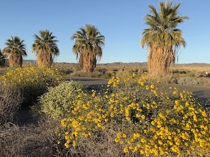 Flowers and Palms