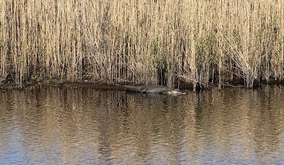 Alligator on Rim Canal